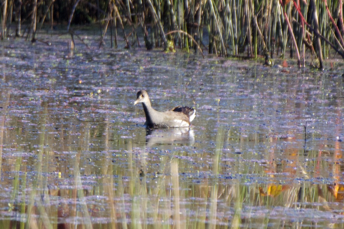 Common Gallinule - ML625203313