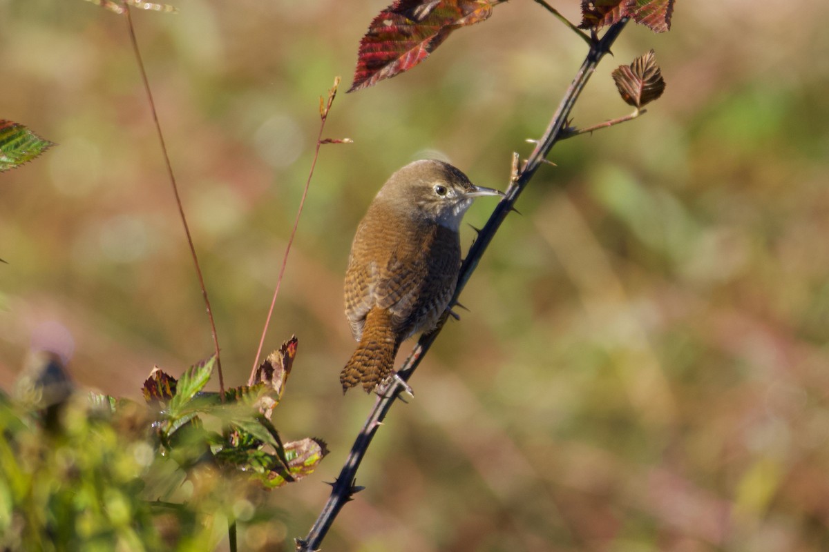 Northern House Wren - ML625203327