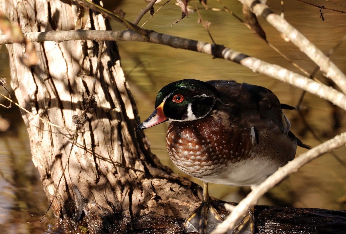 Wood Duck - ML625203337