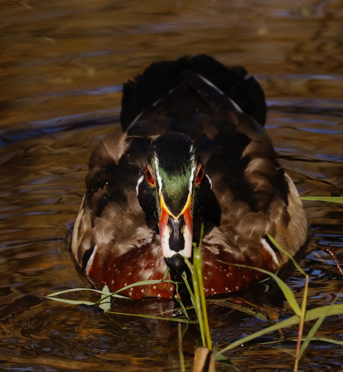 Wood Duck - ML625203342