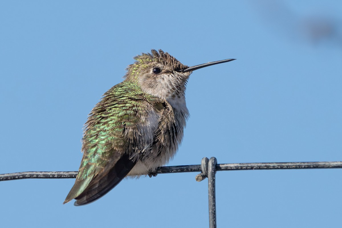 rødmaskekolibri - ML625203367