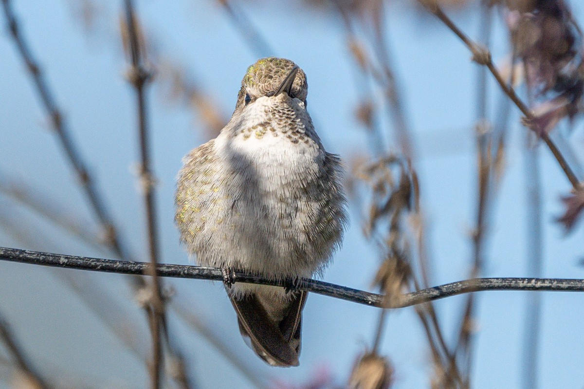 rødmaskekolibri - ML625203381