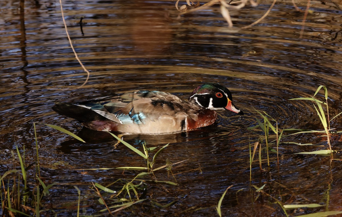 Wood Duck - ML625203403