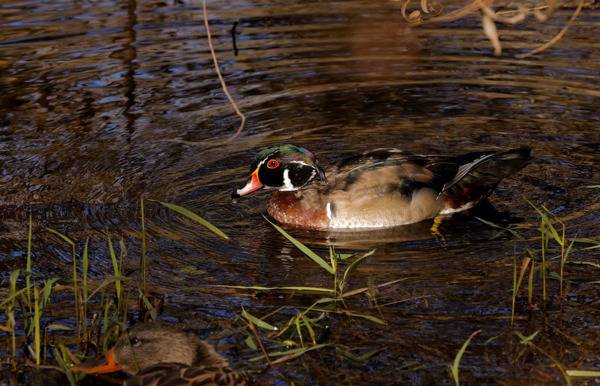 Wood Duck - ML625203404