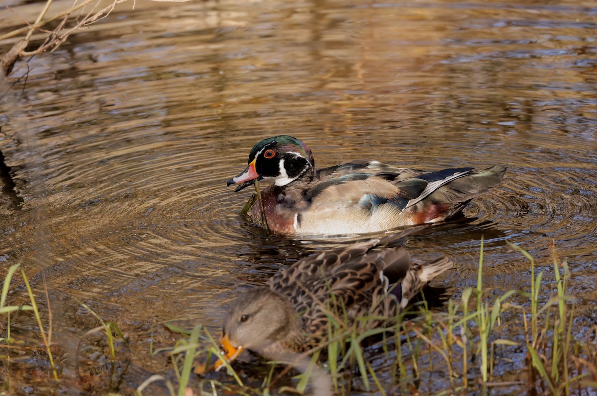 Wood Duck - ML625203405