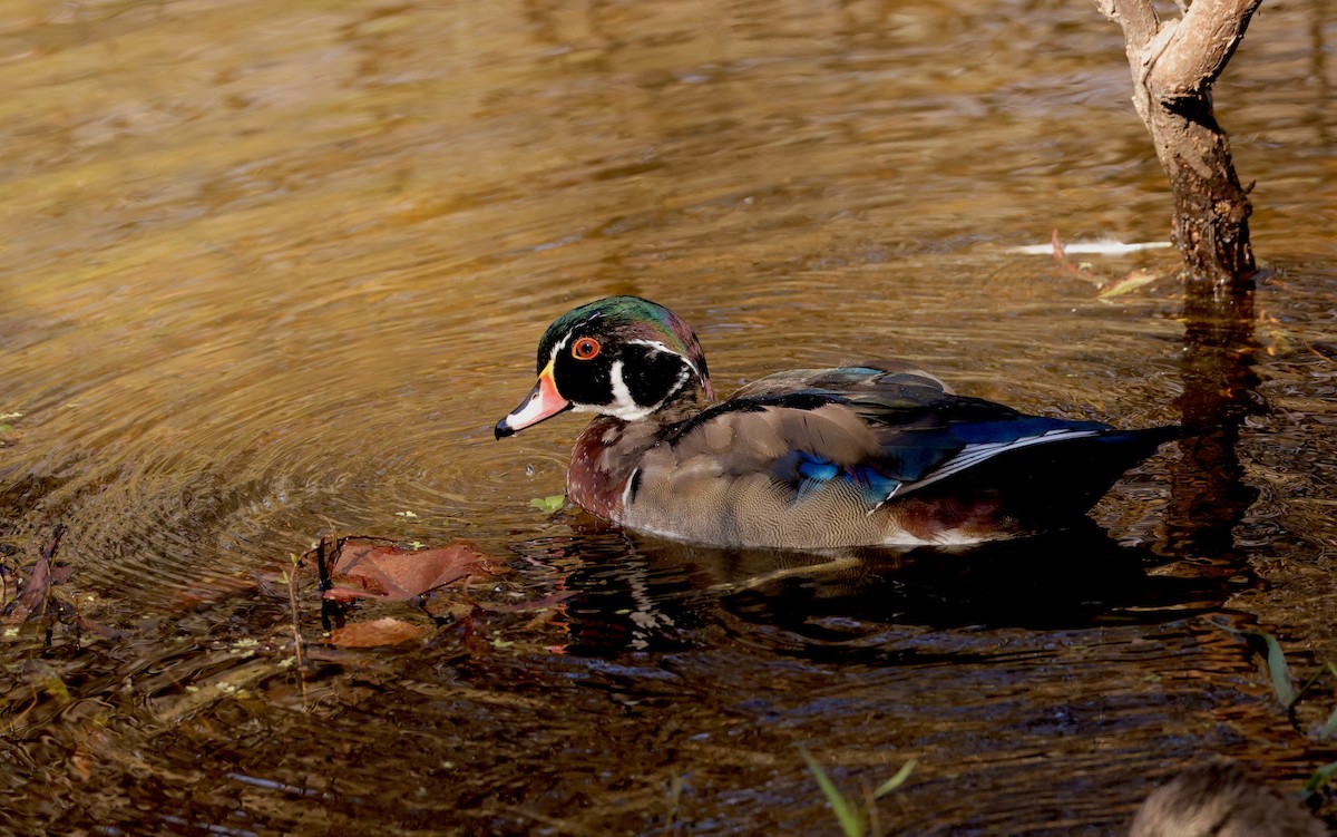 Wood Duck - ML625203406