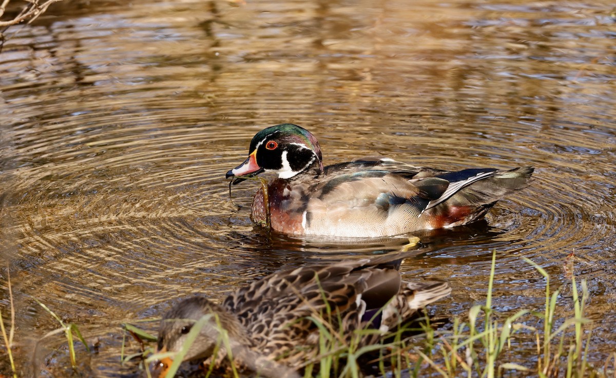Wood Duck - ML625203408