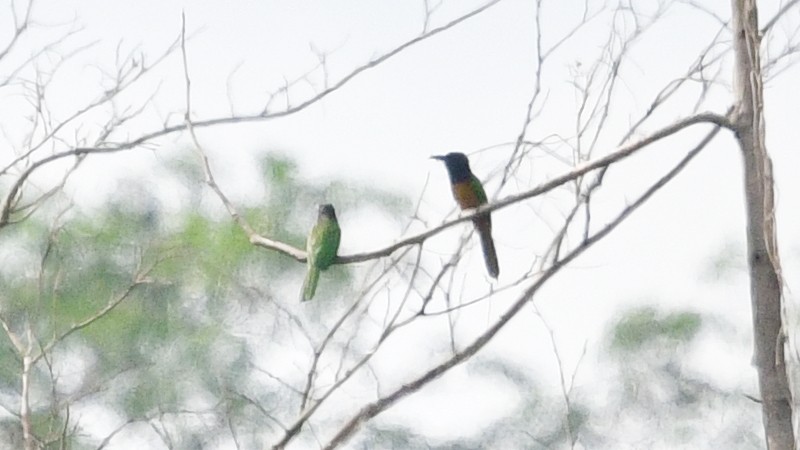 Black-headed Bee-eater - ML625203432