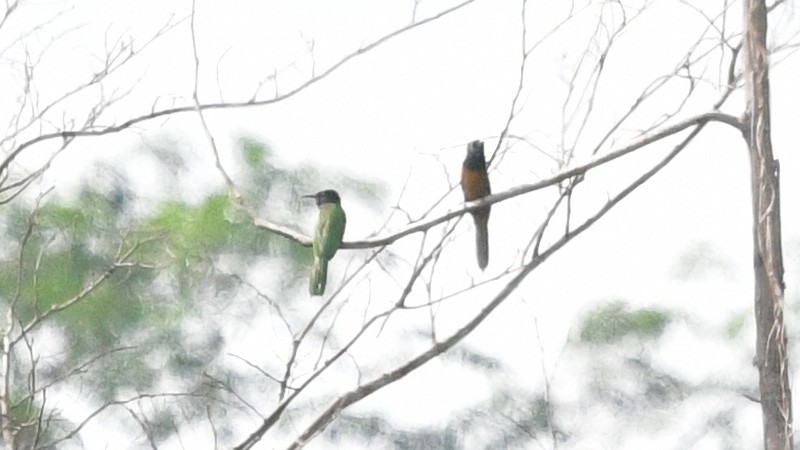 Black-headed Bee-eater - ML625203434