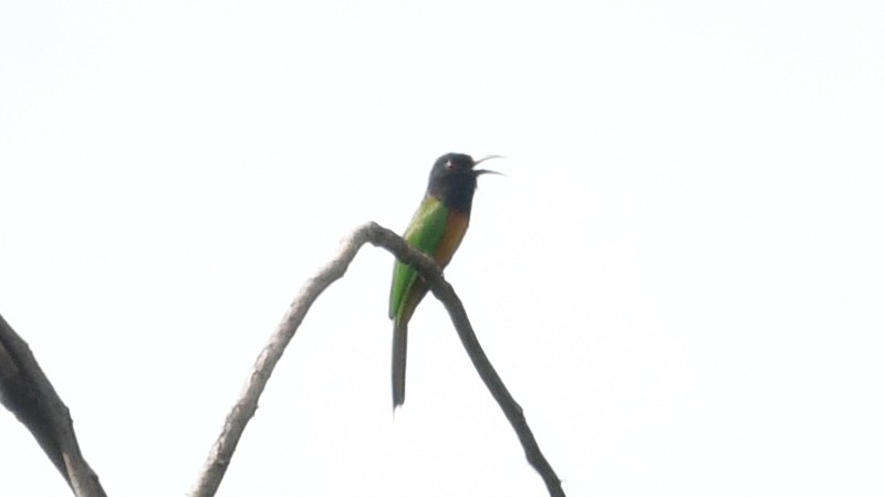 Black-headed Bee-eater - ML625203441
