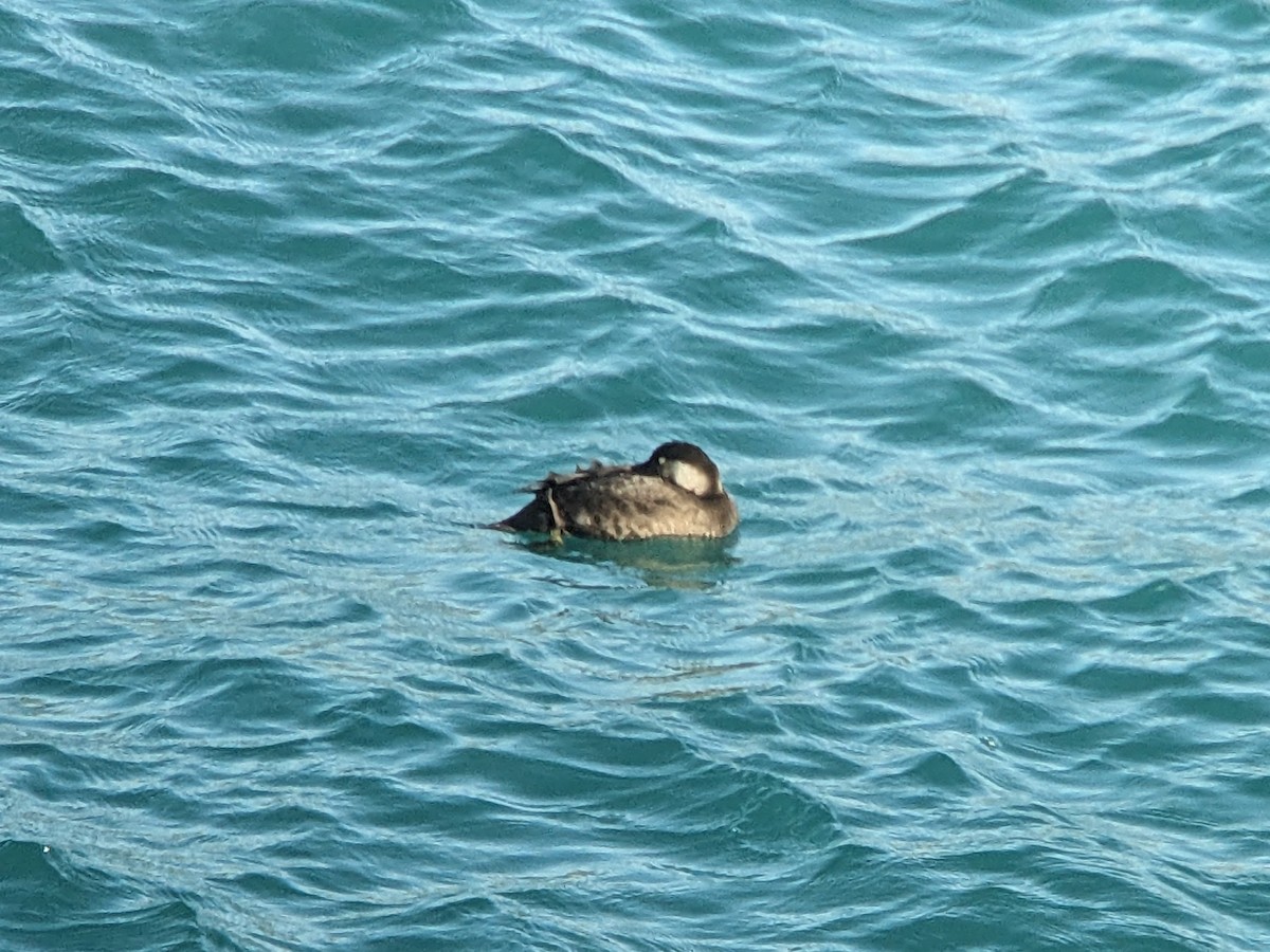 Common Scoter - Keith Langdon