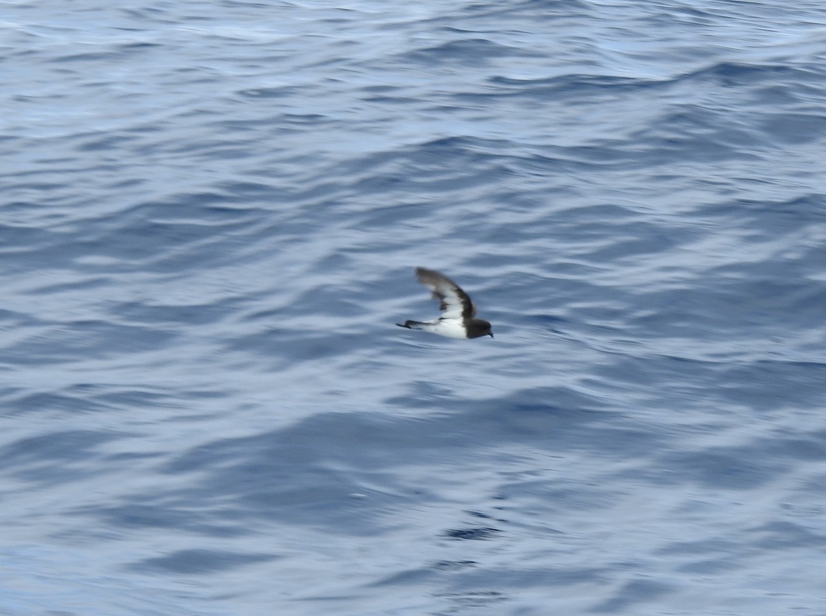 Gray-backed Storm-Petrel - ML625203499