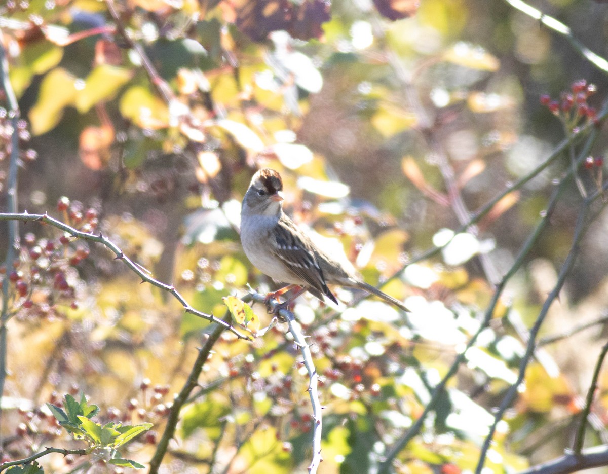 White-crowned Sparrow - ML625203513