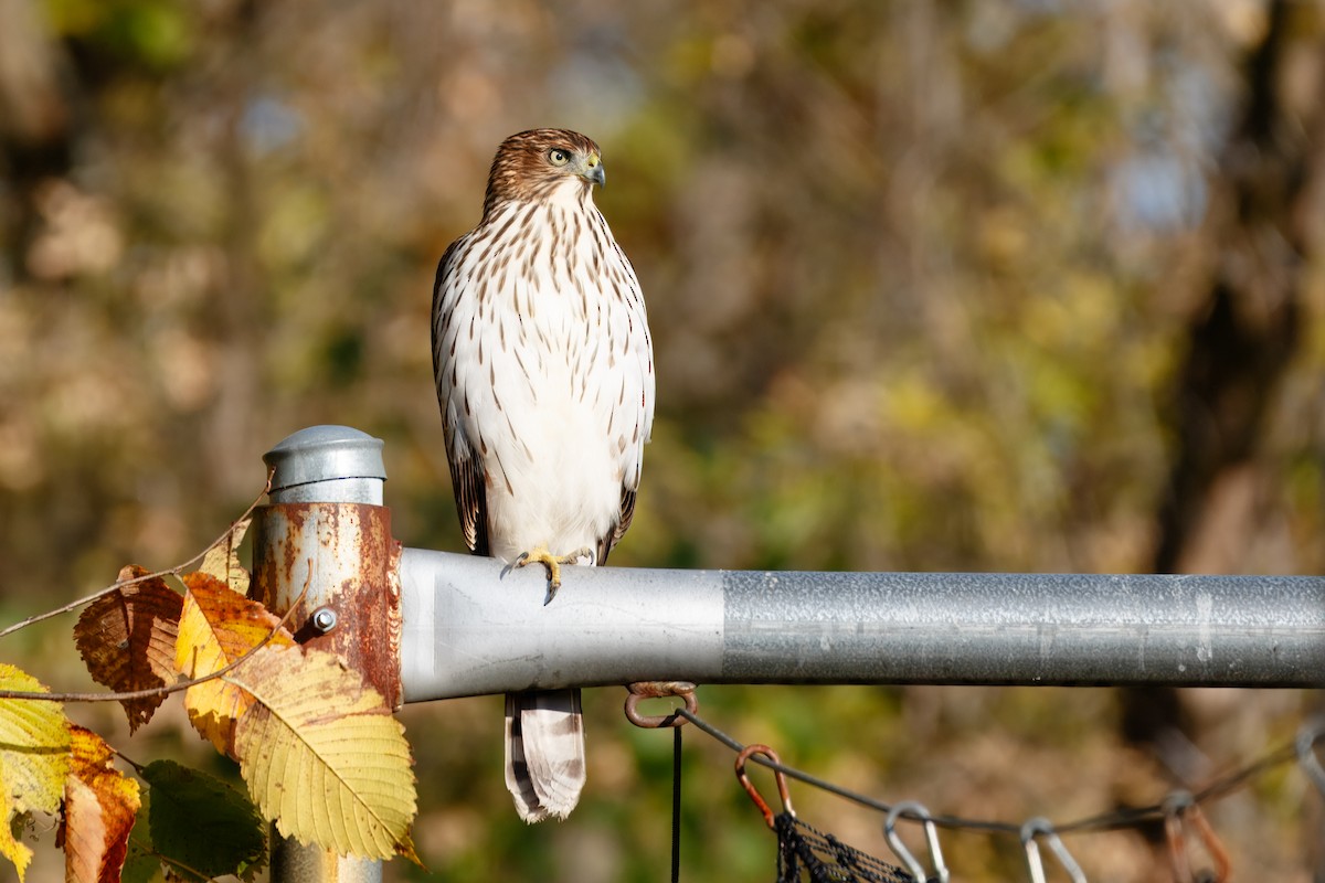 Cooper's Hawk - ML625203519