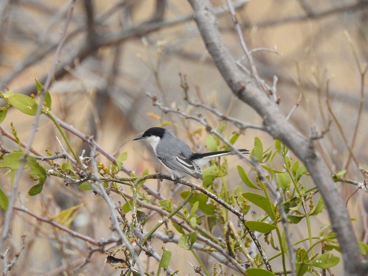 Tropical Gnatcatcher - ML625203601