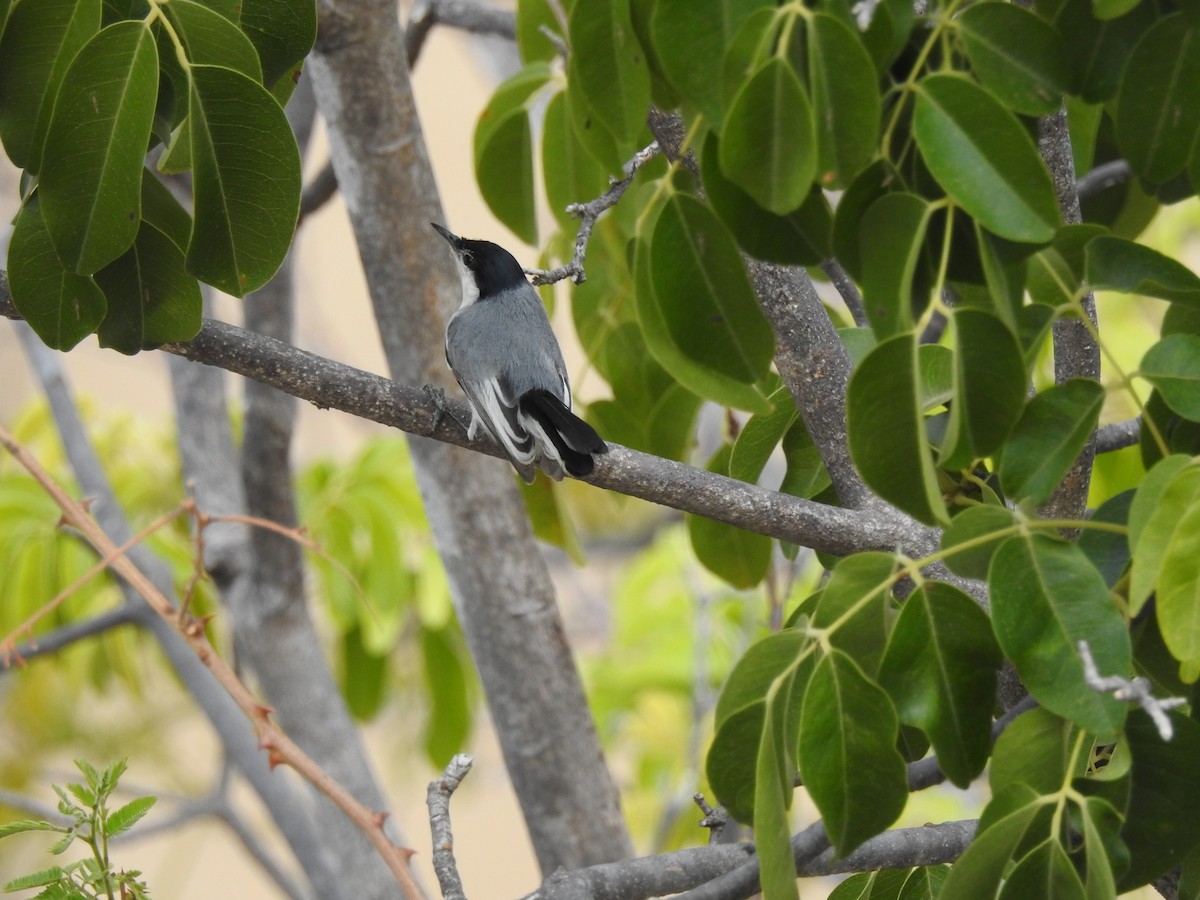 Gobemoucheron tropical - ML625203602