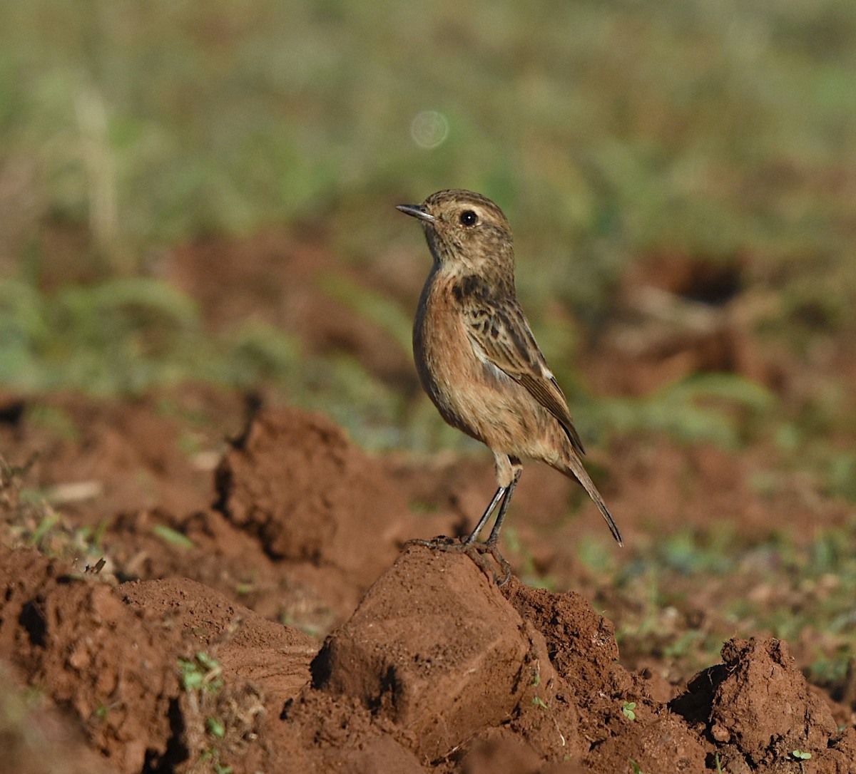 Tarabilla Europea - ML625203608