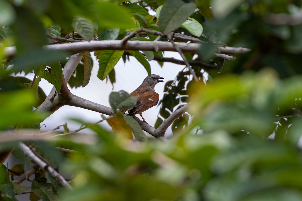 Northern Gray-headed Sparrow - ML625203610