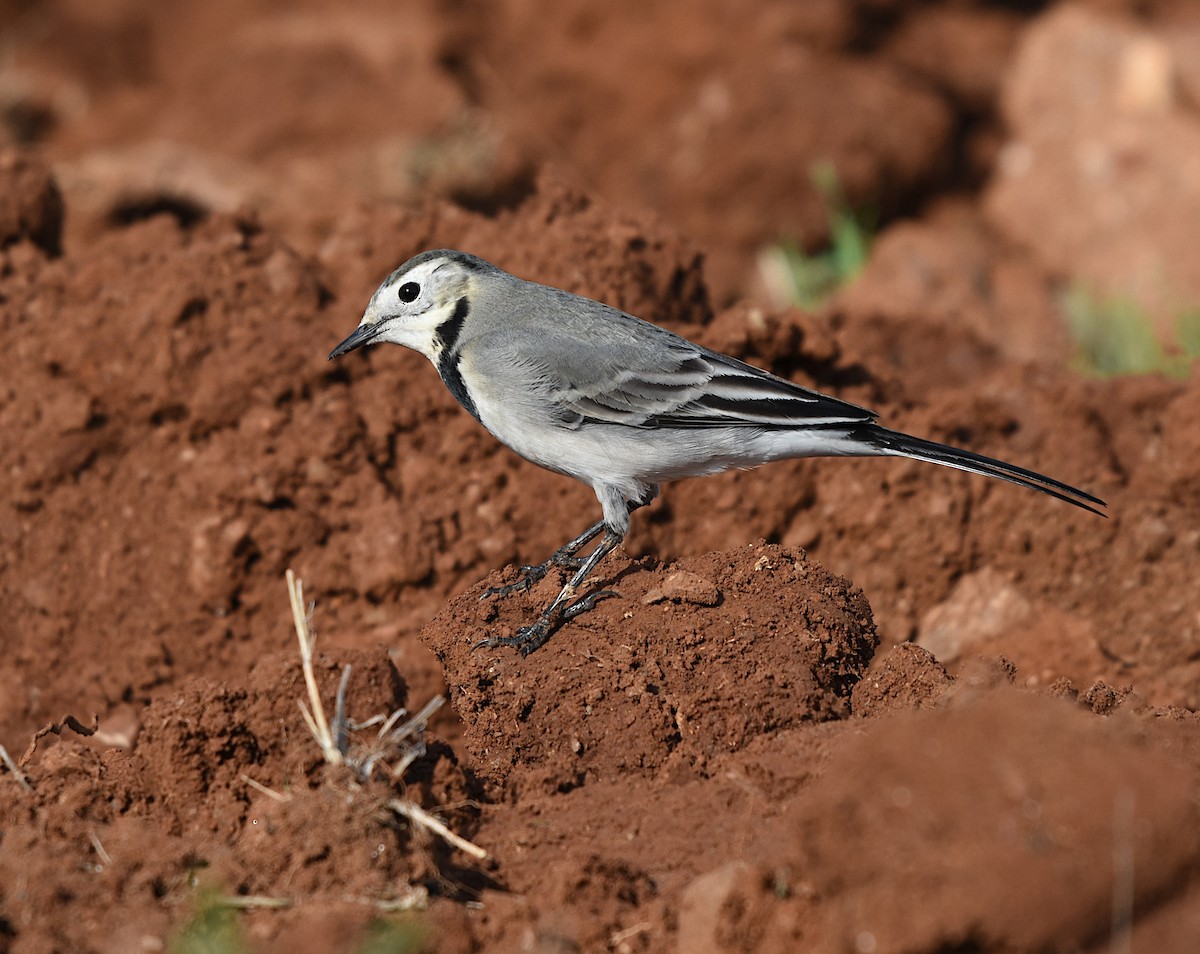 Lavandera Blanca - ML625203656