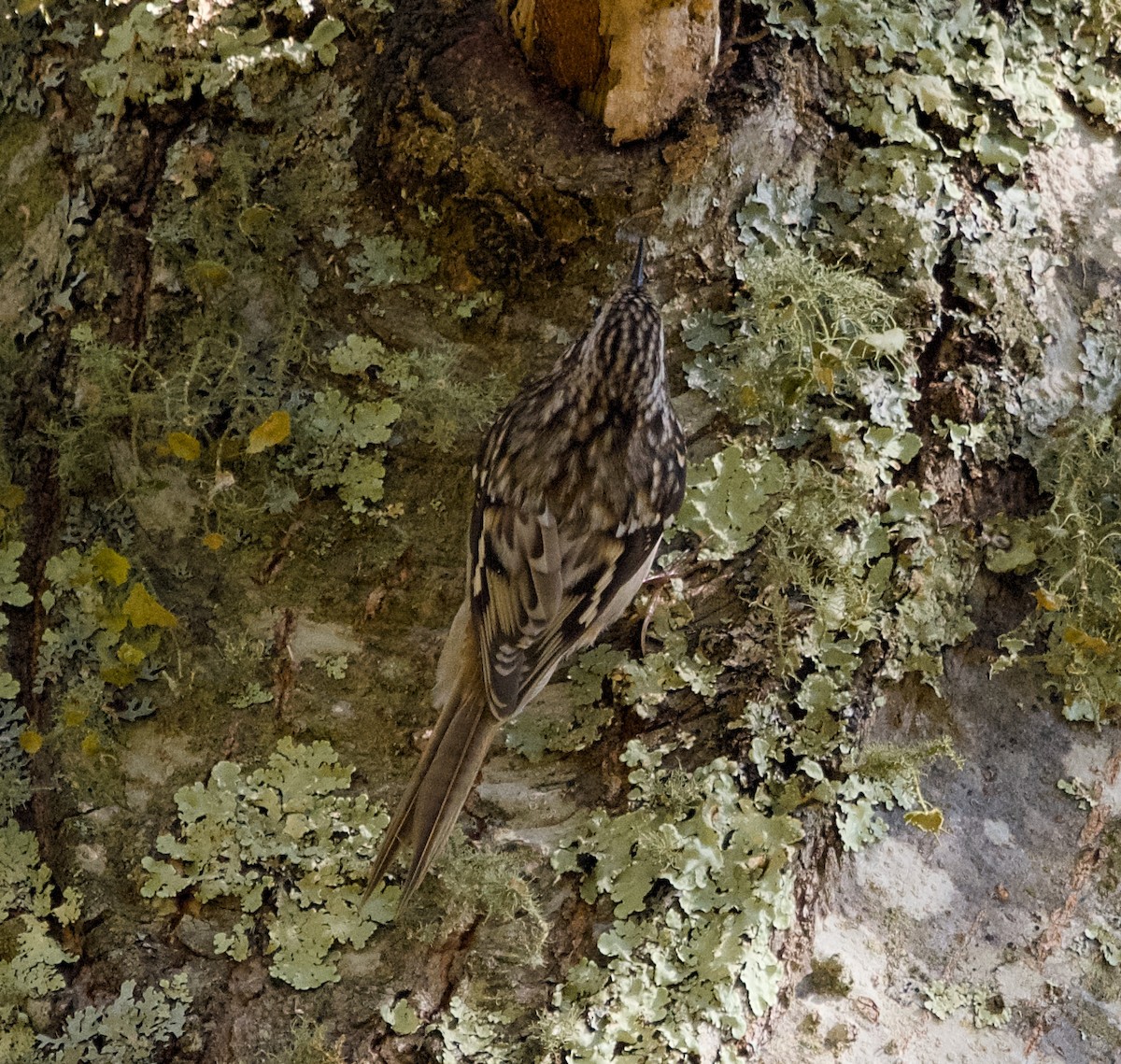 Brown Creeper - Alan Desbonnet