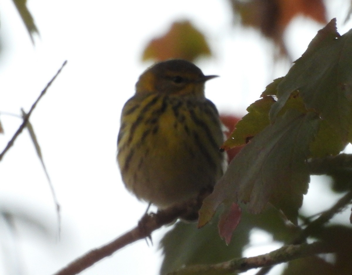 Cape May Warbler - ML625203747