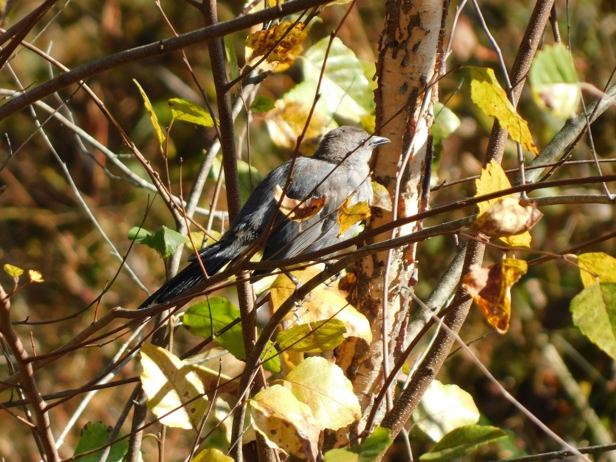Gray Catbird - ML625203771