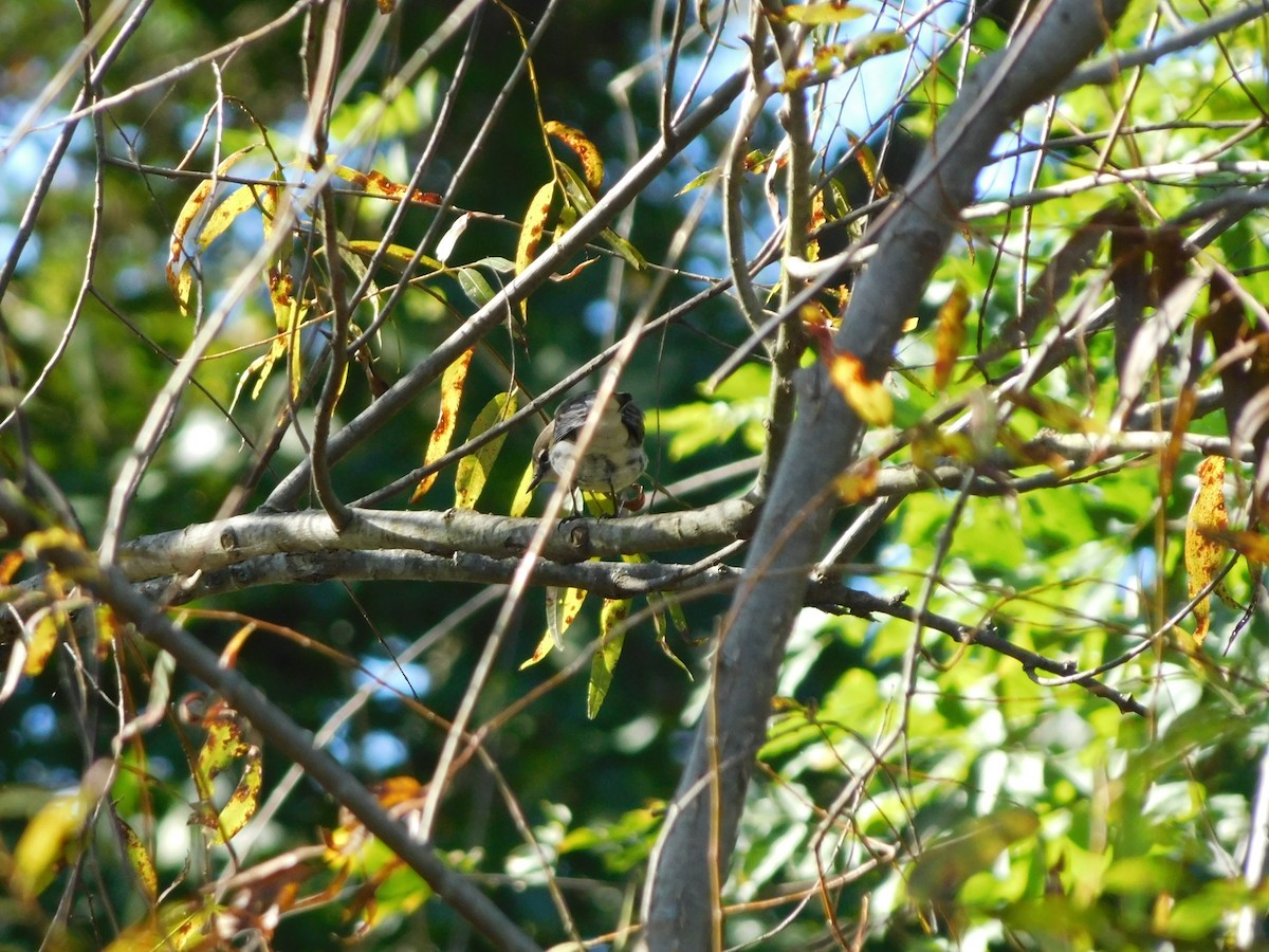 Yellow-rumped Warbler - ML625203784