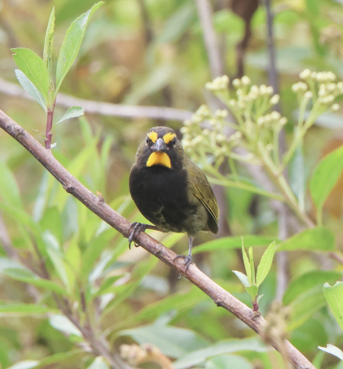 Yellow-faced Grassquit - ML625203800