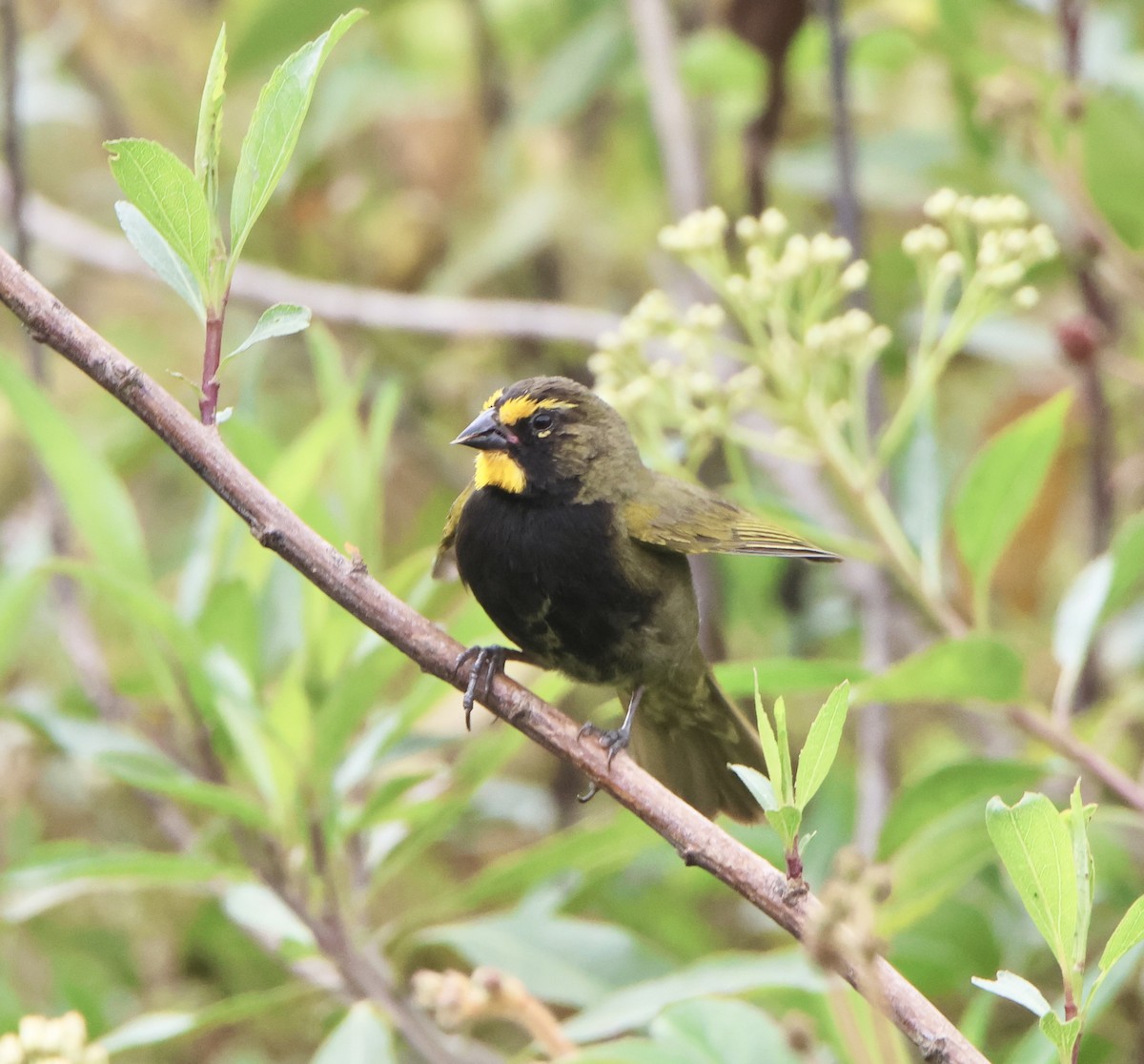 Yellow-faced Grassquit - ML625203801