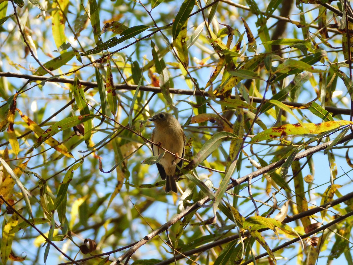 Ruby-crowned Kinglet - ML625203829
