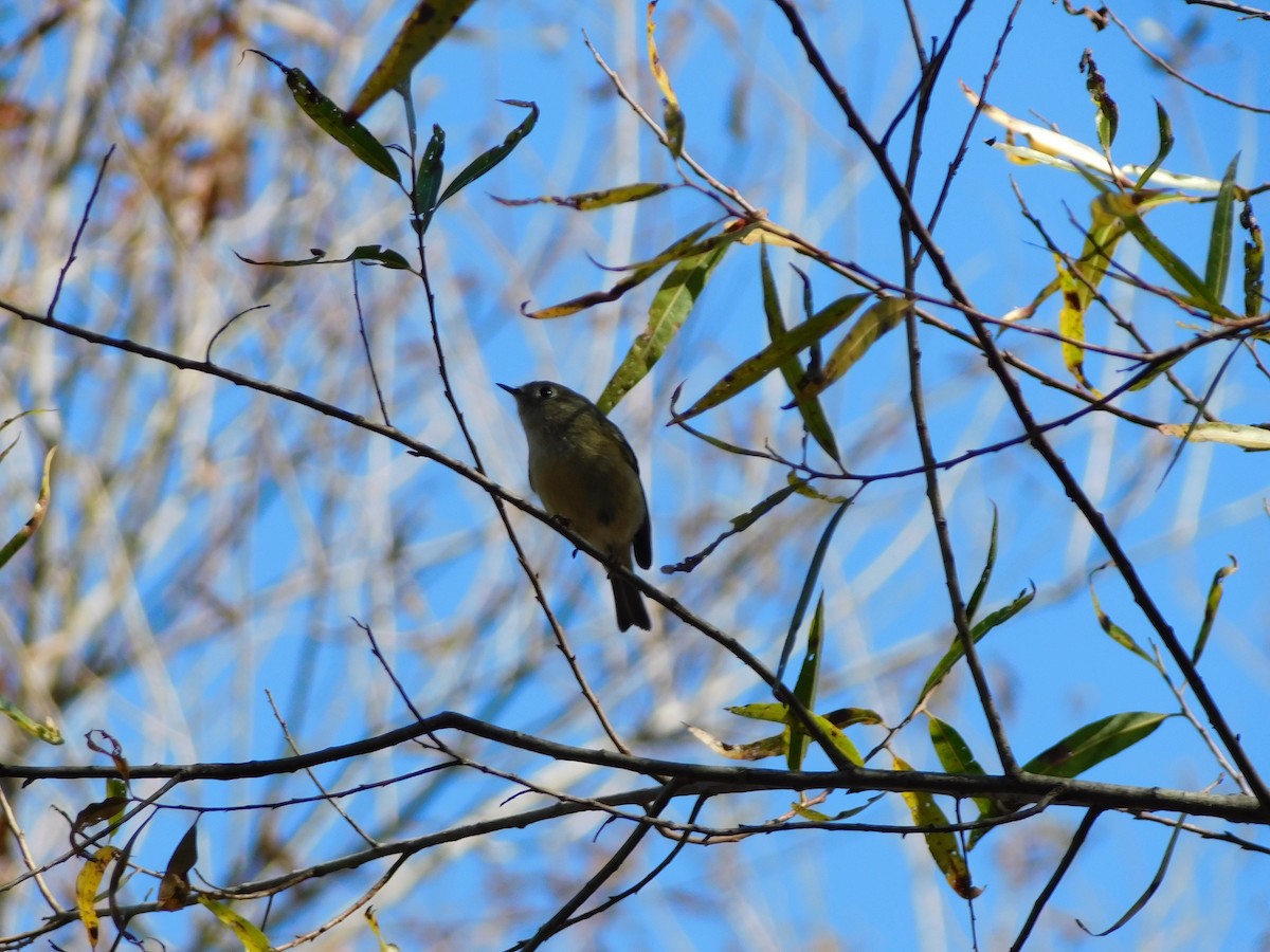 Ruby-crowned Kinglet - ML625203831