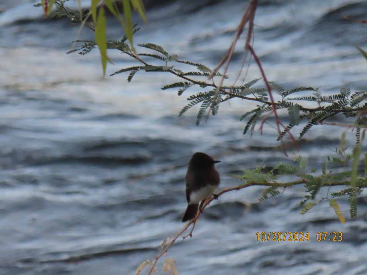 Black Phoebe - ML625203901