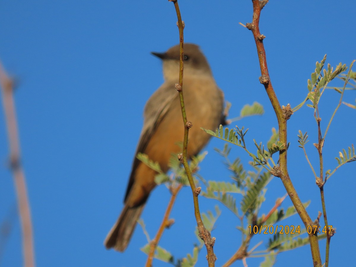 Say's Phoebe - ML625203937