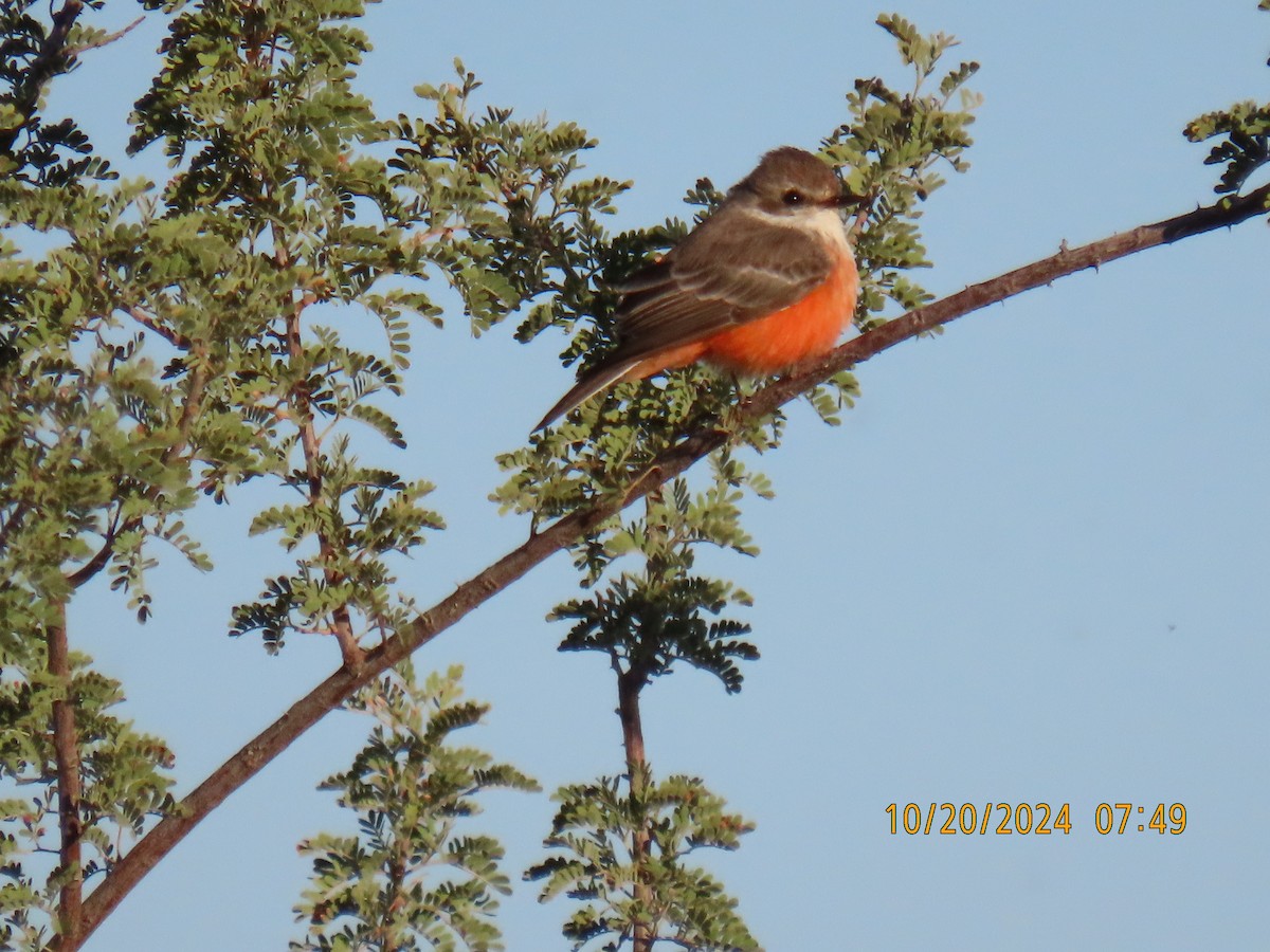 Vermilion Flycatcher - ML625203973