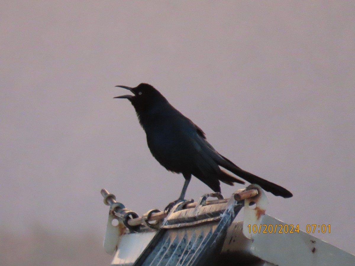 Great-tailed Grackle - ML625204003