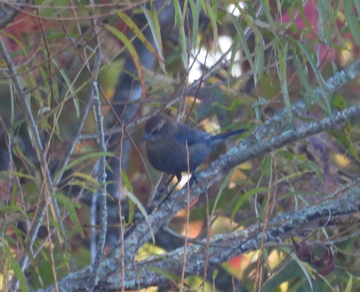 Rusty Blackbird - ML625204038