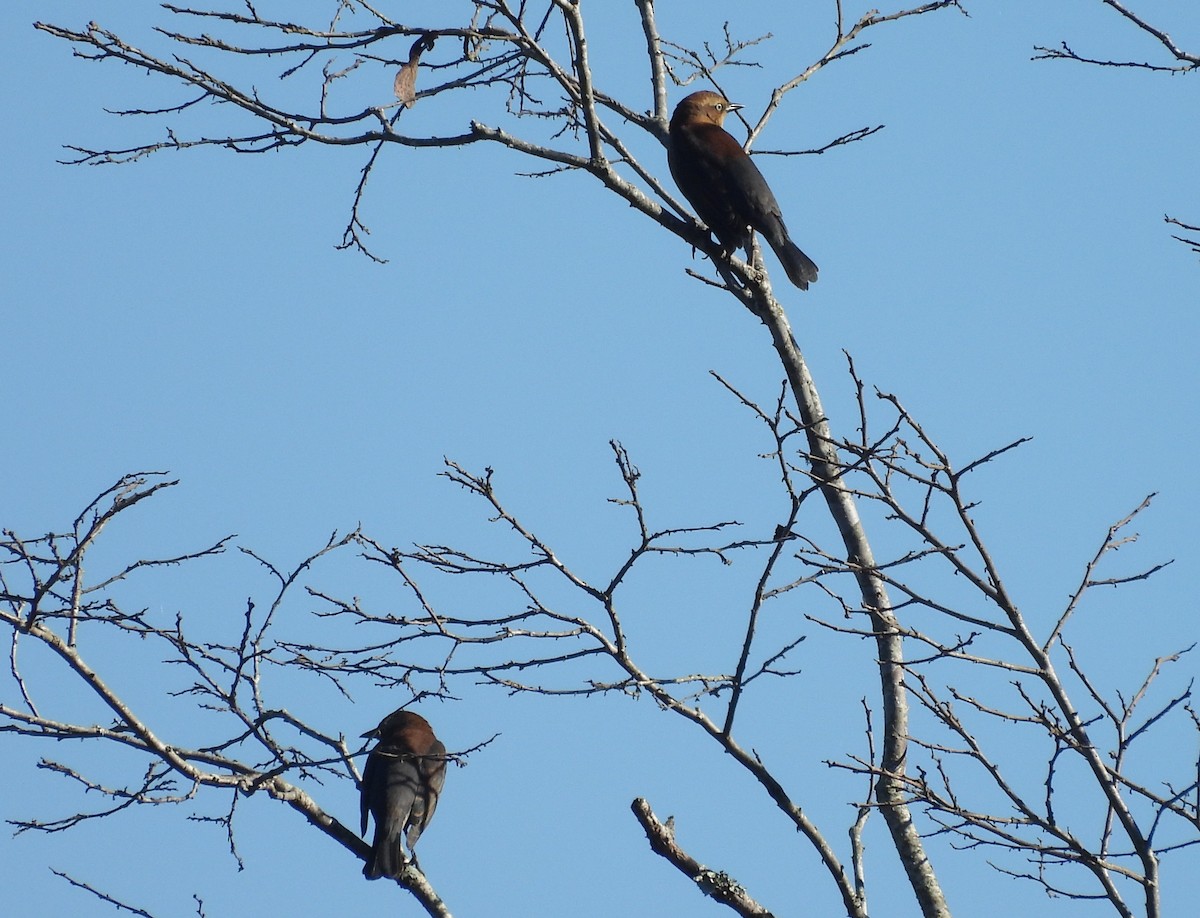 Rusty Blackbird - ML625204039