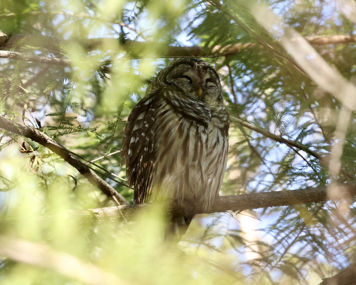 Barred Owl - ML625204041