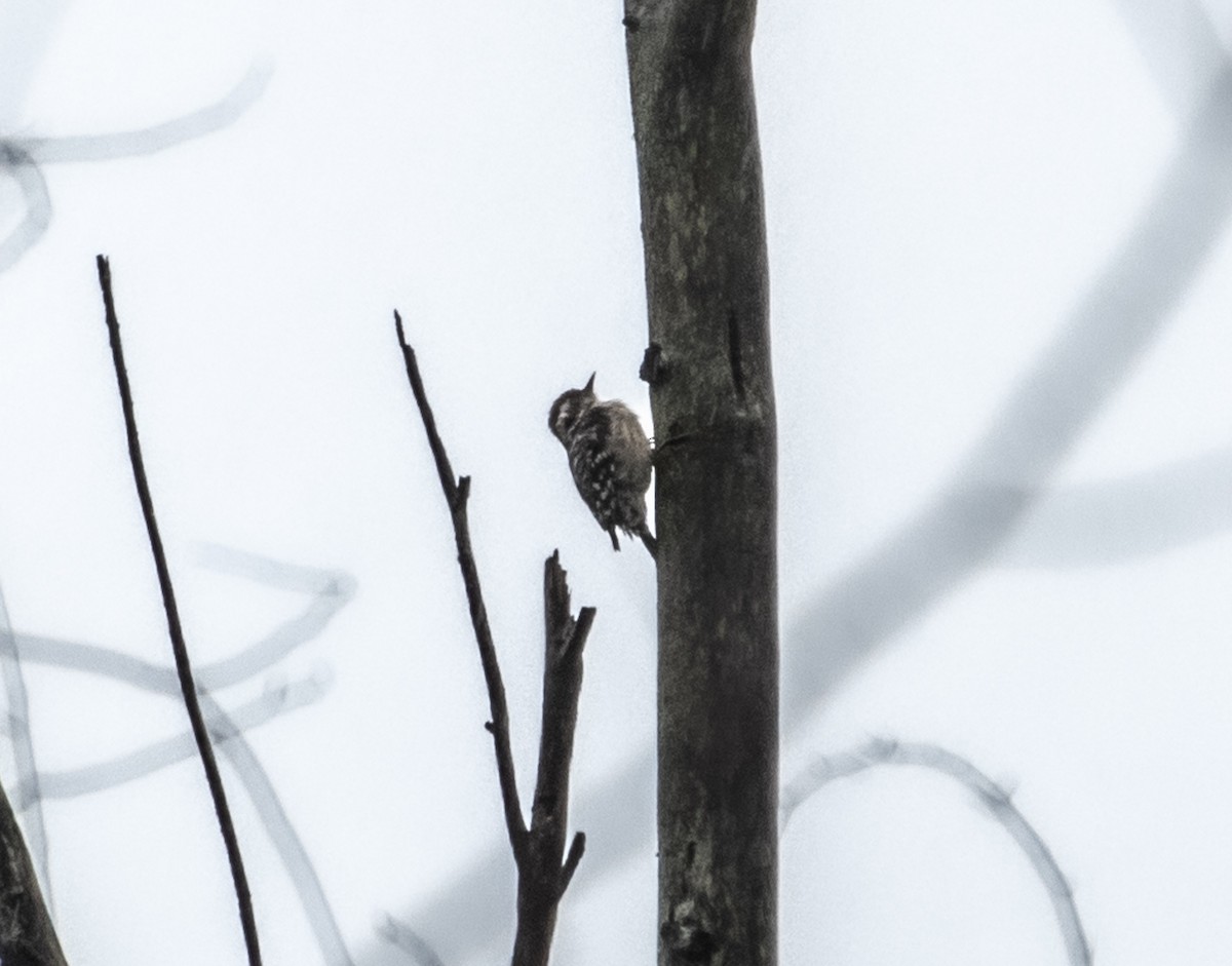 Brown-capped Pygmy Woodpecker - ML625204051