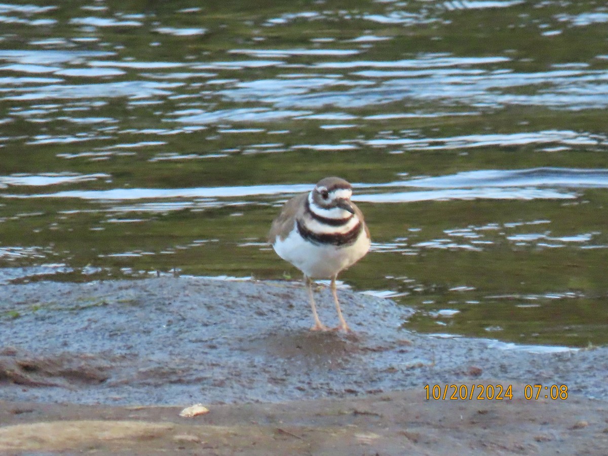 Killdeer - ML625204114