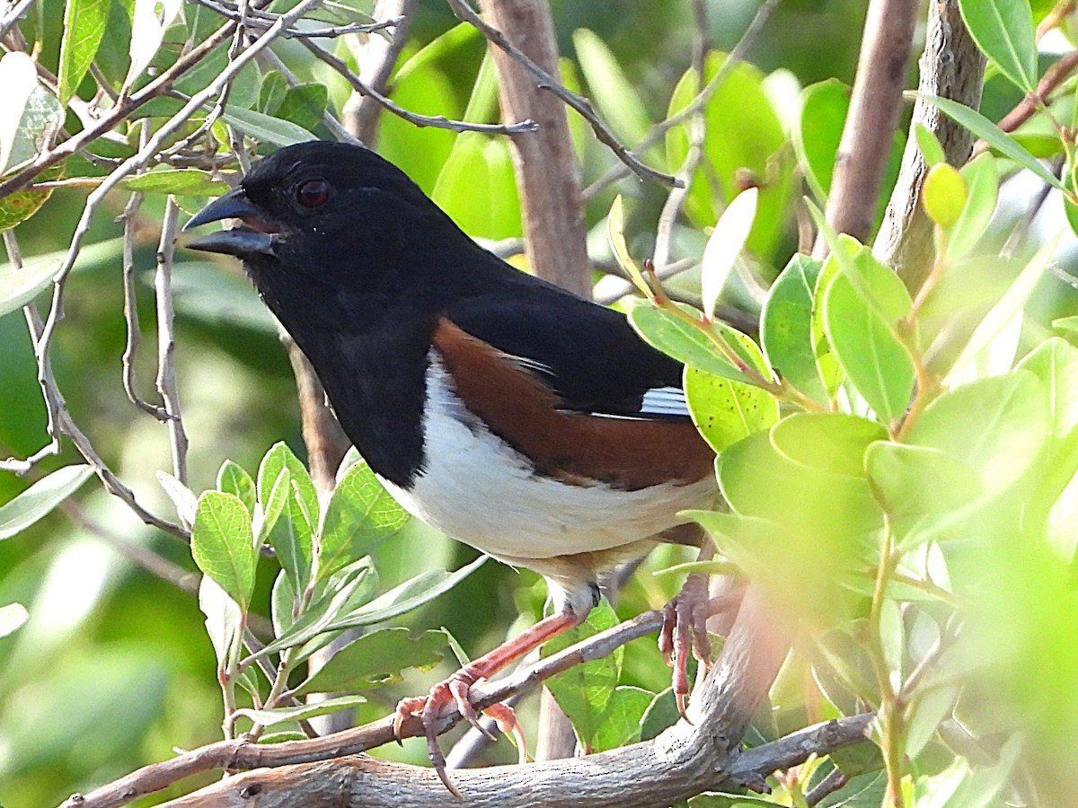 Eastern Towhee - ML625204161