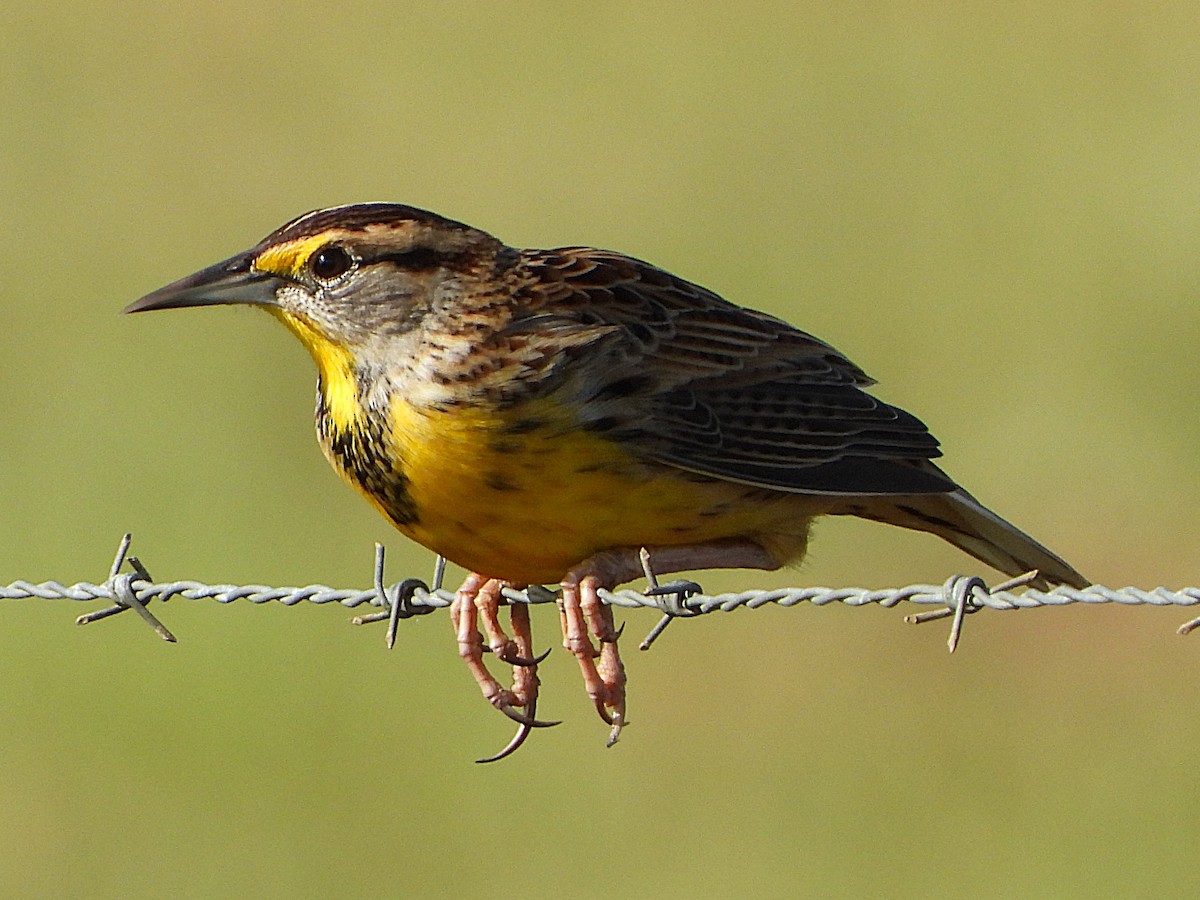 Eastern Meadowlark - ML625204166