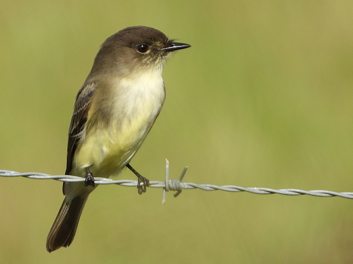 Eastern Phoebe - ML625204183