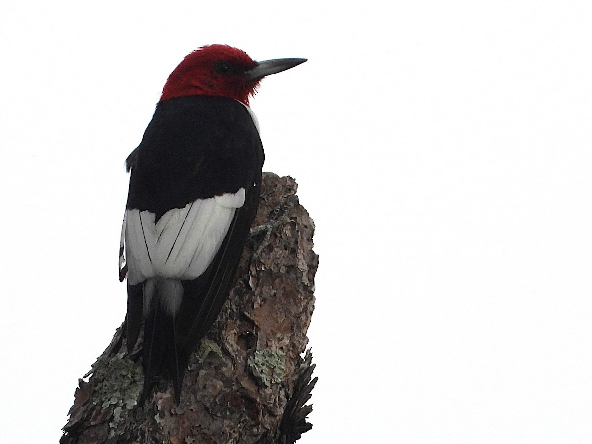 Red-headed Woodpecker - ML625204197