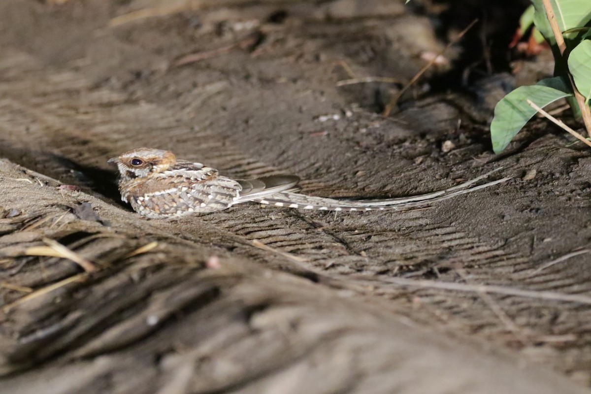 Scissor-tailed Nightjar - ML625204287