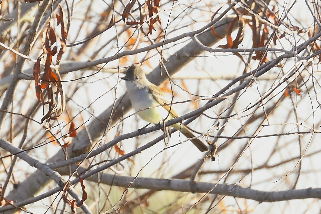 Ash-throated Flycatcher - ML625204385