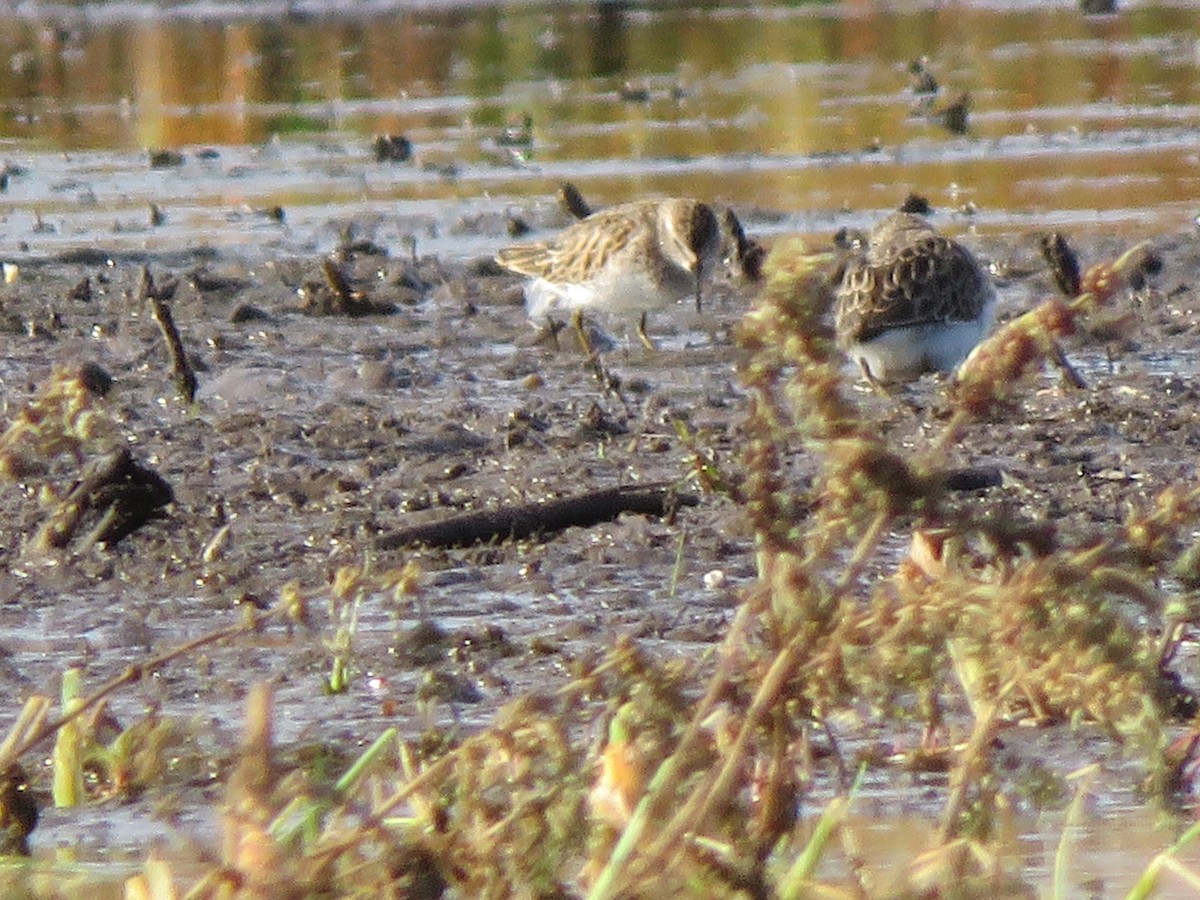 Least Sandpiper - Lisa Hoffman