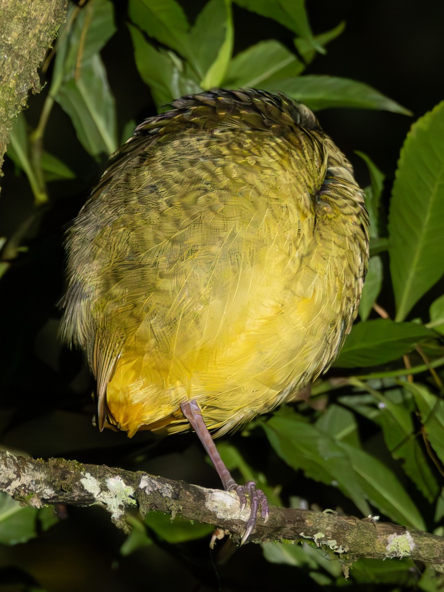 Variegated Antpitta - ML625204678