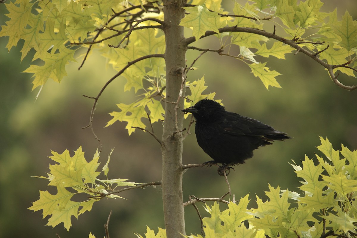 Austral Blackbird - ML625204727