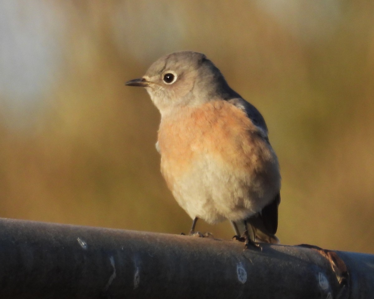 Western Bluebird - ML625204782